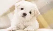 Animales_Domesticos/perrito3.jpg