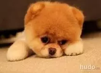 Animales_Domesticos/perrito4.jpg