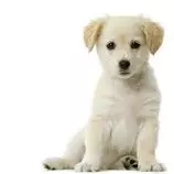 Animales_Domesticos/perrito5.jpg