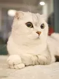 staff_page/scottish-fold-cats-1071846_960_720.jpg