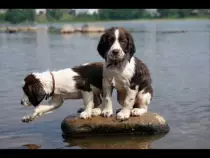 images/cuteSpringerSpaniels.jpg