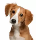 images/dog.jpg