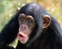 images/monkey.jpg