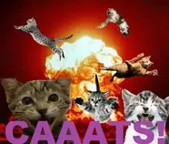 Catsplosion.jpg