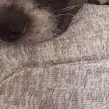 Mod6obligatorio/puzzle/images/jack-russell_08.jpg