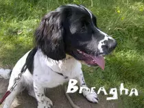 Breagha name.jpg