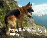 German Shepard.jpg