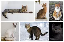 images/cats-small-with-moustache.jpg