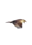 img/pic11.gif