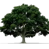 Modulo3Tema1/arbol.png
