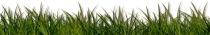 Modulo3Tema1/hierba.png