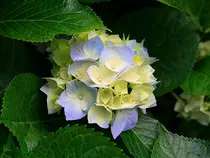 images/Hydrangeas.jpg