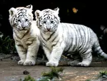 white tiger.jpg