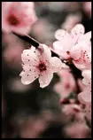 img/sakura1.jpg