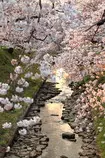 img/sakura2.jpg