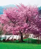 img/sakura3.jpg