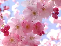 img/sakura4.jpg