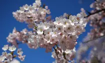 img/sakura5.jpg