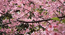 img/sakura6.jpg