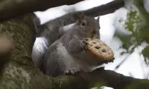 Squirl.jpeg