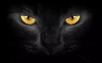 imagenes/gato-negro.jpg