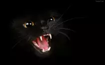 imagenes/un-gato-negro-2069.jpg