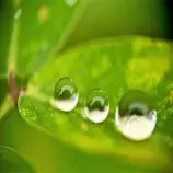 ex_js/images/goutte.jpg