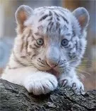 mod2/util/tigre.jpg