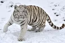 mod2/util/tigre2.jpg