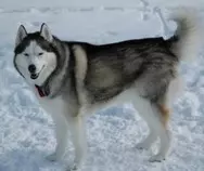 images/doge.jpeg