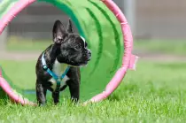 french-bulldog-665152_1920.jpg