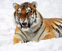 tiger-585855_1920.jpg