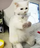 stuck-cat.jpg