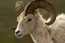 Download More RAM/Dall_Sheep_Ram.jpg