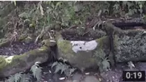 washbasins.gif
