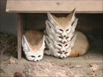 foxs.jpg