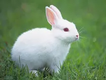 modulo_2/img/conejo.jpg