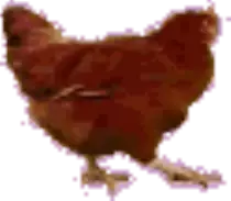 images/chicken.gif