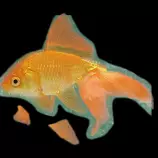 images/goldFish.png