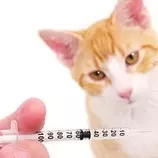 images/catvacc.jpg