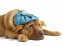 images/dogcompress.jpg
