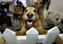 images/dogdaycare.jpg