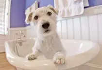 images/doggroom.jpg