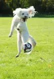images/soccer.jpg