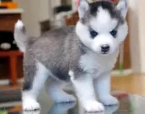NEW PUPPY.jpg