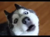 puppy.jpg