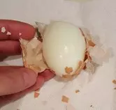 hardboiledeggs/images/PeelsEasily.jpg