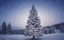 Chrismas/tree.jpg