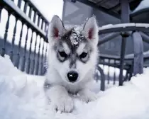 Huskies 1.jpg