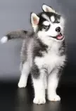 husky 2.jpg